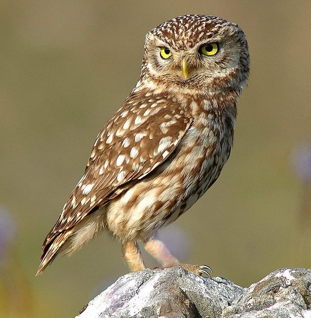 wikiowl.jpg