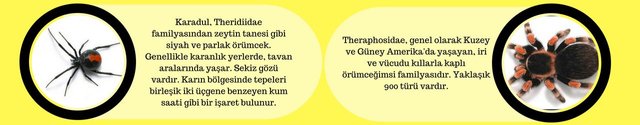 Karadul, Theridiidae familyasından zeytin tanesi gibi siyah ve parlak örümcek. Genellikle karanlık yerlerde, tavan aralarında yaşar. Sekiz gözü vardır. Karın bölgesinde tepeleri birleşik iki üçgene benzeyen kum (1).jpg