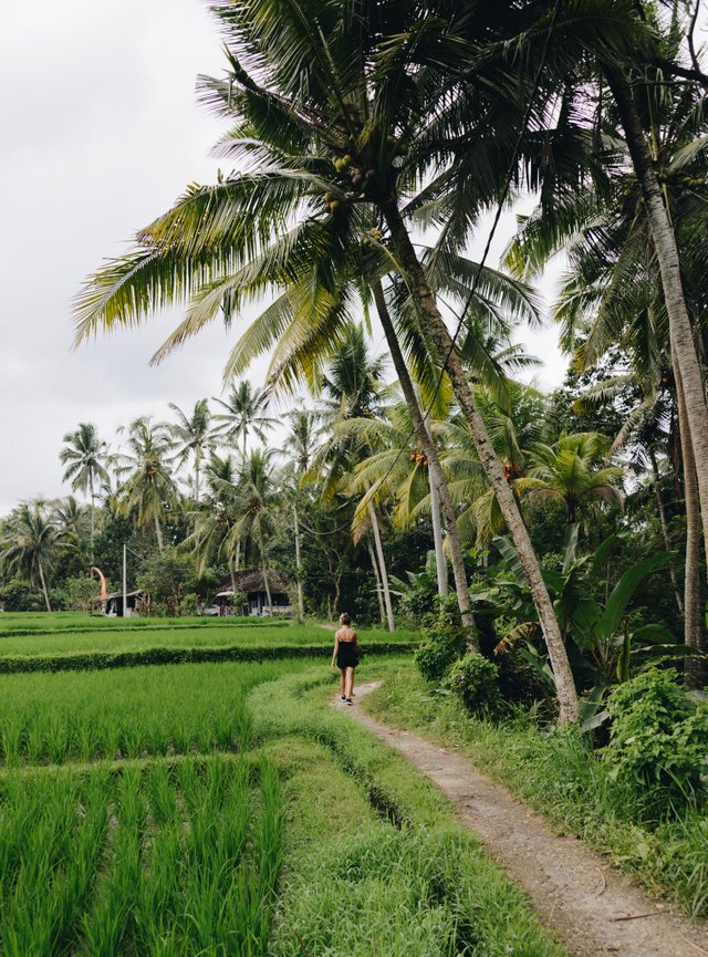 UBUD (12 of 15).jpg