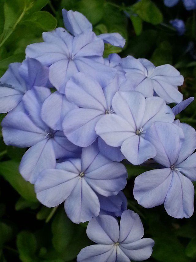 blue flower5.jpg