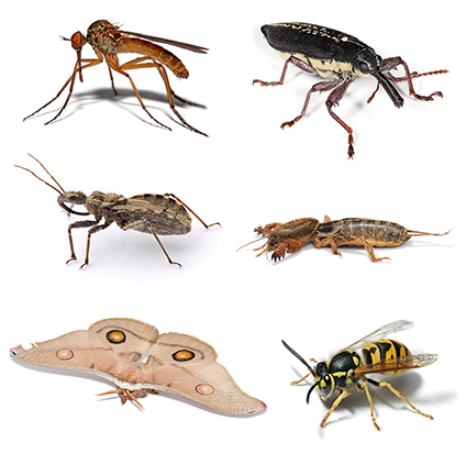 Insect_collage.png