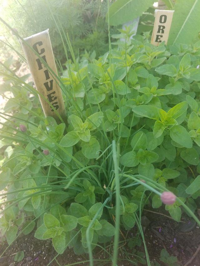 chives oregano.jpg