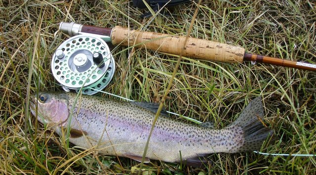 Rainbow Trout and Fly Rod.jpg