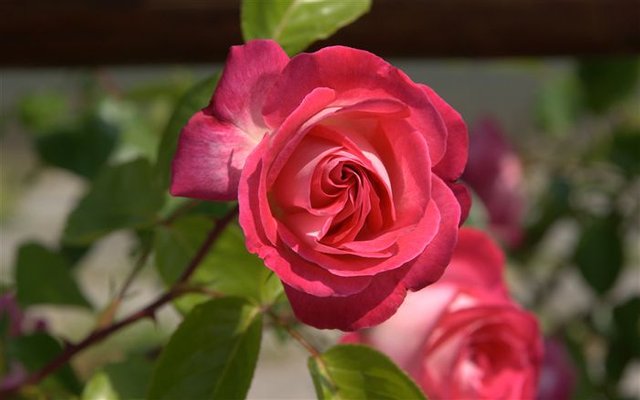 amaranth-white-roses-1920x1200-wallpaper-high-resolution-photo-dsc09505_high.jpg