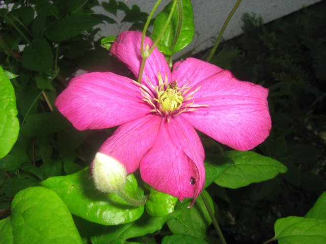 Clematis vitalba pavit.jpg