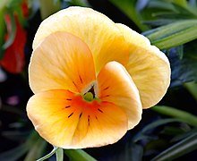 220px-Pansy_aka.jpg