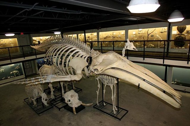 800px-Humpback_Whale_Skeleton_Museum_of_Osteology.jpg