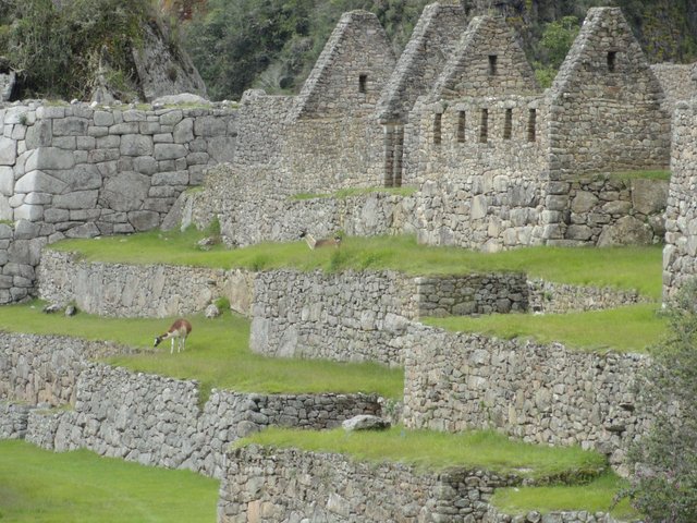 Machu Picchu Afternoon Walk53.JPG