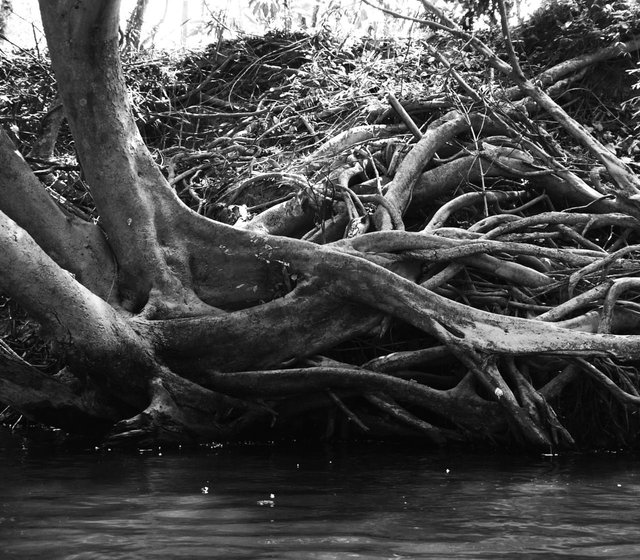 79875626456 - tree roots in the river 3.jpg