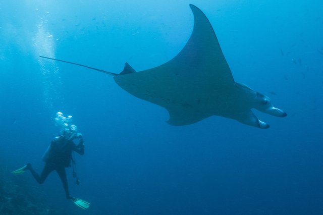 Milaidhoo-Maldives-underwater-manta-rays.jpg