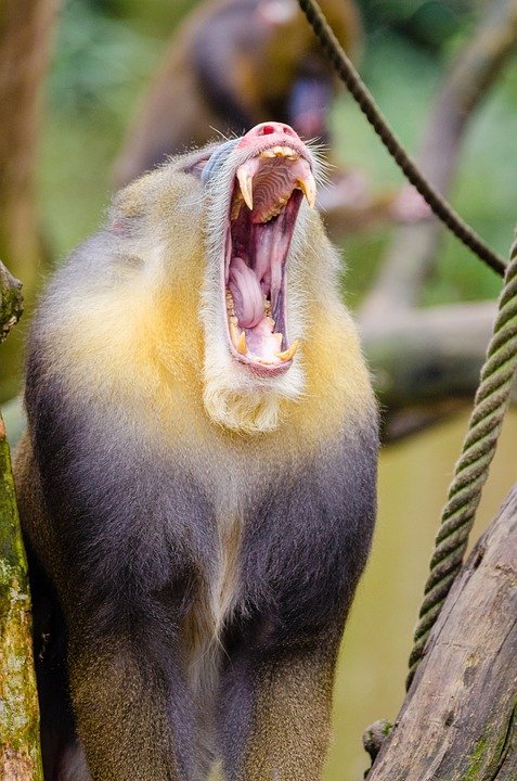 mandrill-1194396_960_720.jpg