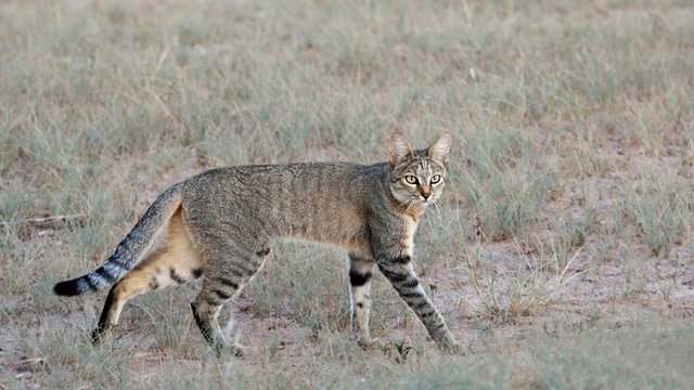 african-wildcat_gallery_6.jpg