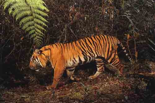 tigerleuser.jpg