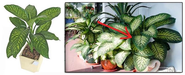 Esta-Planta-Es-Sumamente-Venenosa-y-Nunca-Debes-Tenerla-En-Tu-Casa.jpg