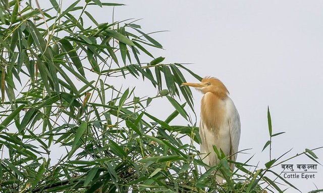 Cattle-Egret (1).jpg