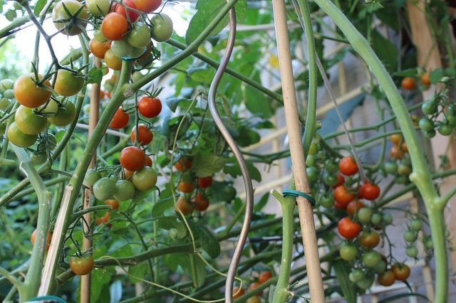cherry tomatoes a.jpg
