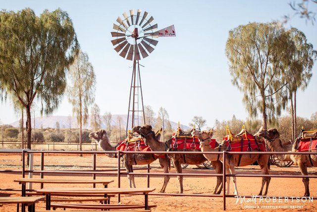 cammelfarm1ULURU_1000pxblog.jpg