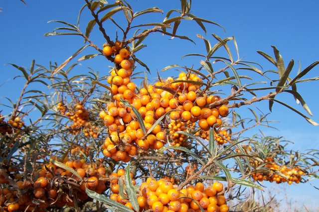 Hippophae_rhamnoides_051013.jpg