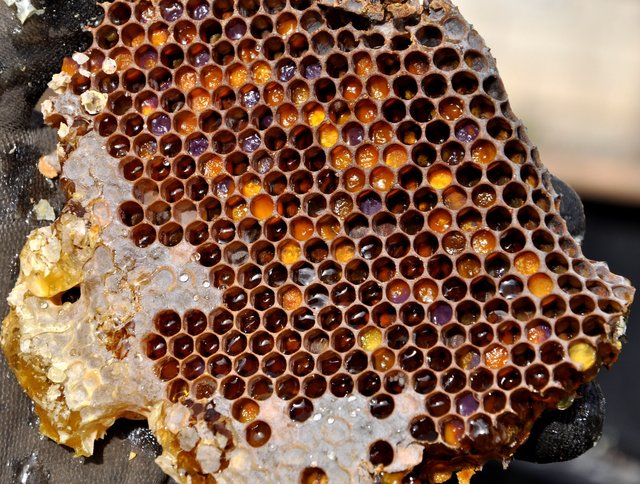 honeycomb-2142730_1920.jpg