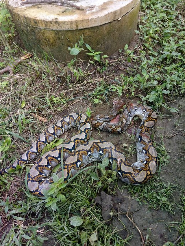 ular1.jpg