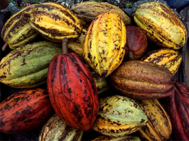 BLOG_Sumito_cacao_venezolano_08052015_640.jpg