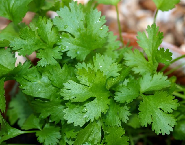 5-coriander.jpg