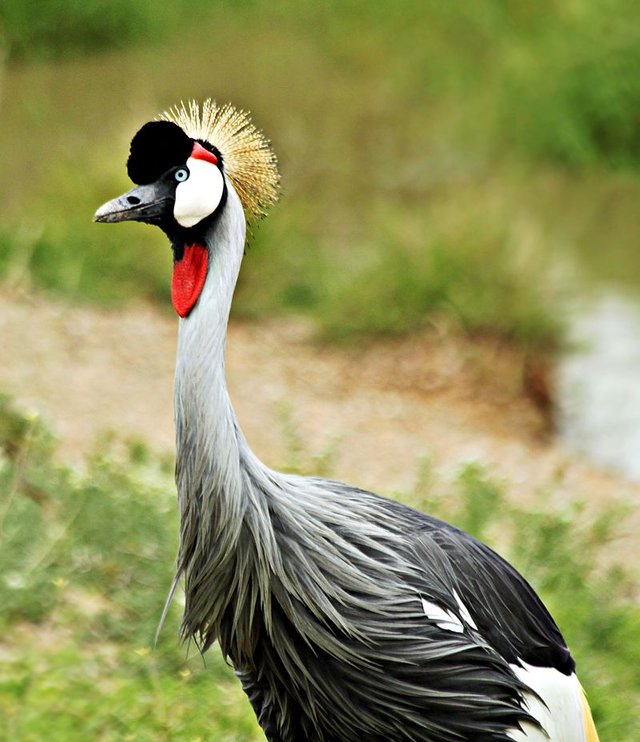 Grey_Crowned_Crane,_Serengeti_National_Park,_Tanzania_(2010).jpg
