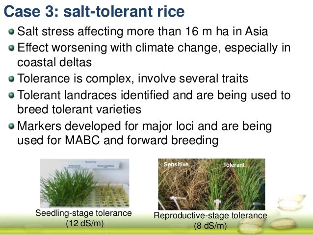developing-rice-varieties-with-enhanced-adaptation-to-lowland-farming-systems-case-studies-from-south-asia-18-638.jpg