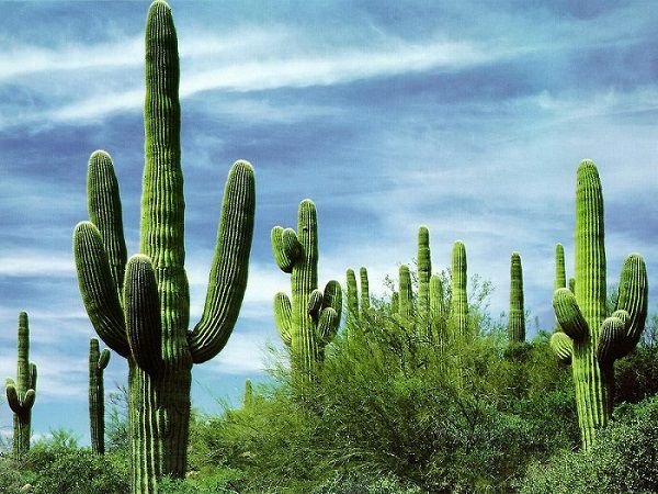 saguaro.jpg