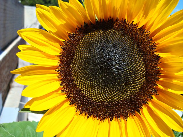 girasol 1.JPG