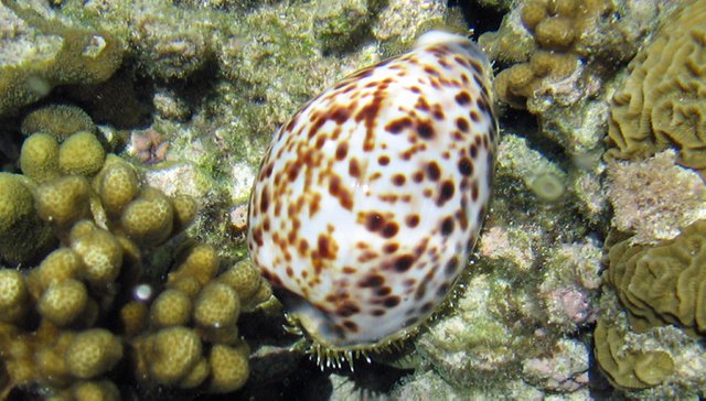 Cone-Snail.jpg