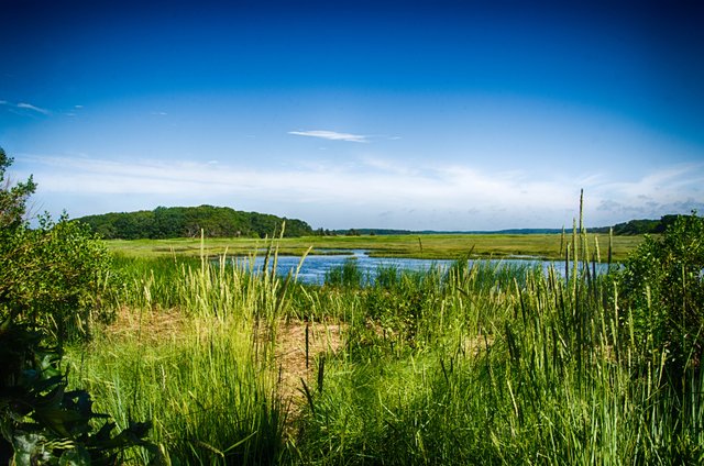 7 Wellfleet Bay Marsh.jpg