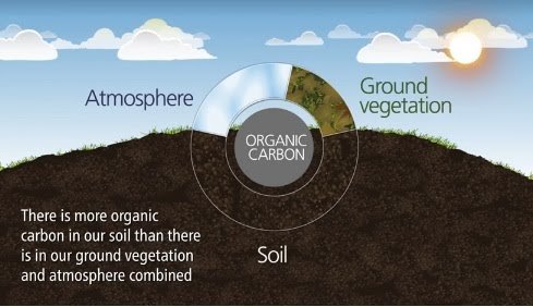 soilcarbon.jpg