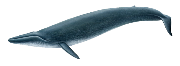 Blue-Whale-PNG-Picture.png