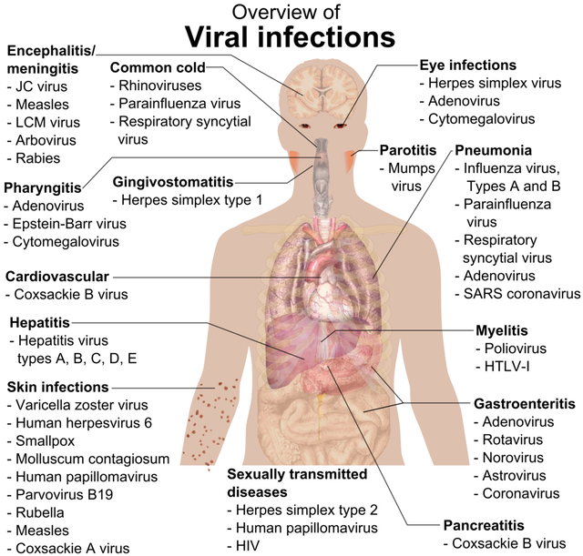 1072px-Viral_infections_and_involved_species.png