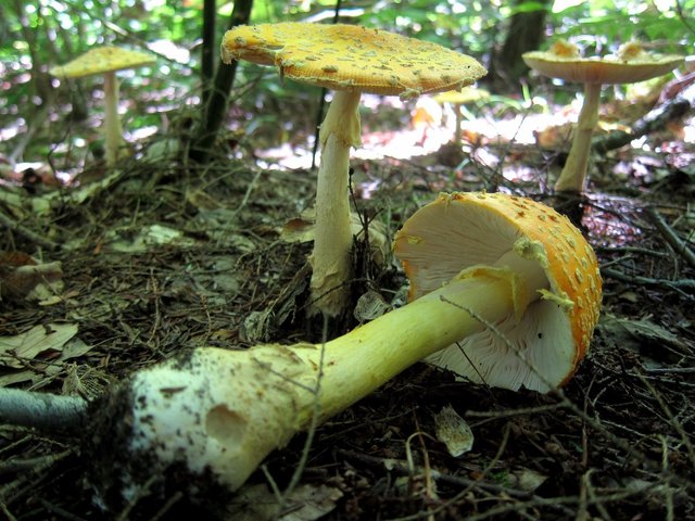 the-largest-living-organism-is-the-honey-fungus-a-giant-mushroom-that-spans-24-miles-underground-across-oregons-blue-mountains.jpg