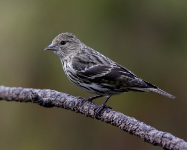 siskin5.jpg