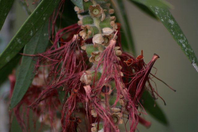 bottlebrush 3.jpg