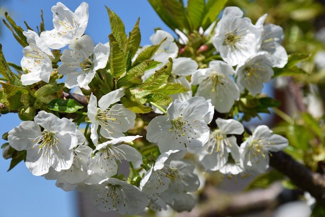 Kirschblüten3.jpg