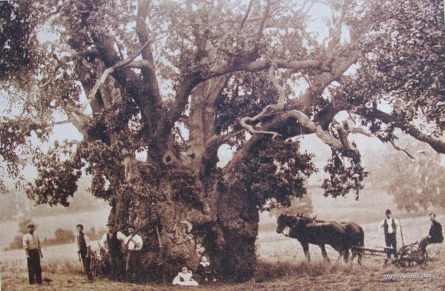 Newland Oak.jpg