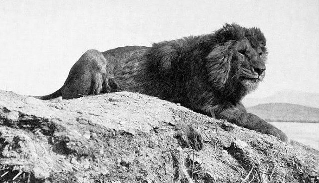 800px-Barbary_lion-e1493282098179.jpg