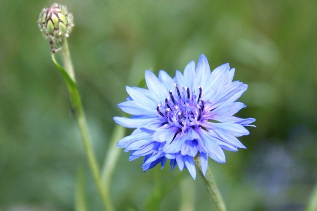 cornflower.jpg