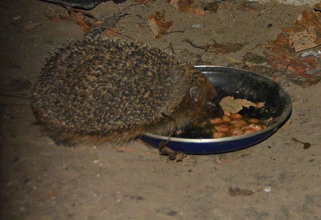 Hedgehog-eating-cat-food.jpg