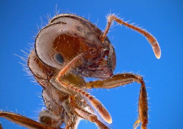 Fire-ant.jpg