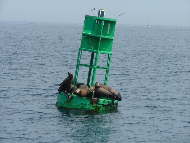 Sealions G1.jpg