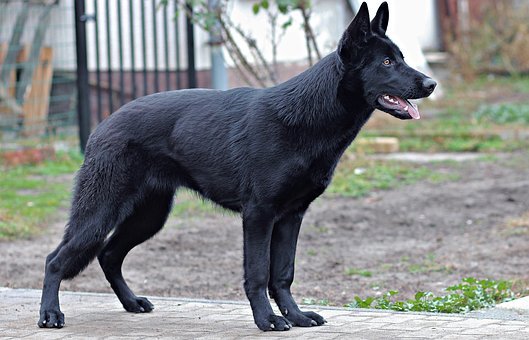 black-german-shepherd-2994409__340.jpg