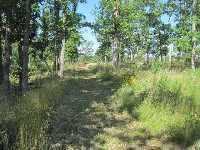 Not-so-tiny Country backyard.JPG