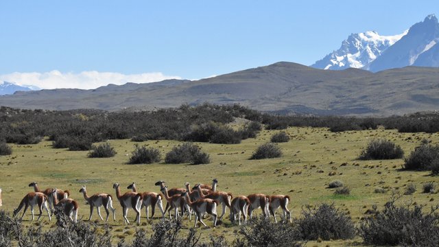 guanaco-herd-landscape-torres-del-paine.jpg