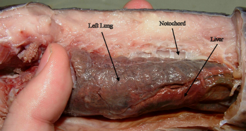 Lungs_of_Protopterus_dolloi_.png
