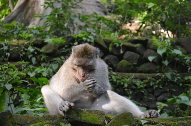 Monkeying Around in Ubud